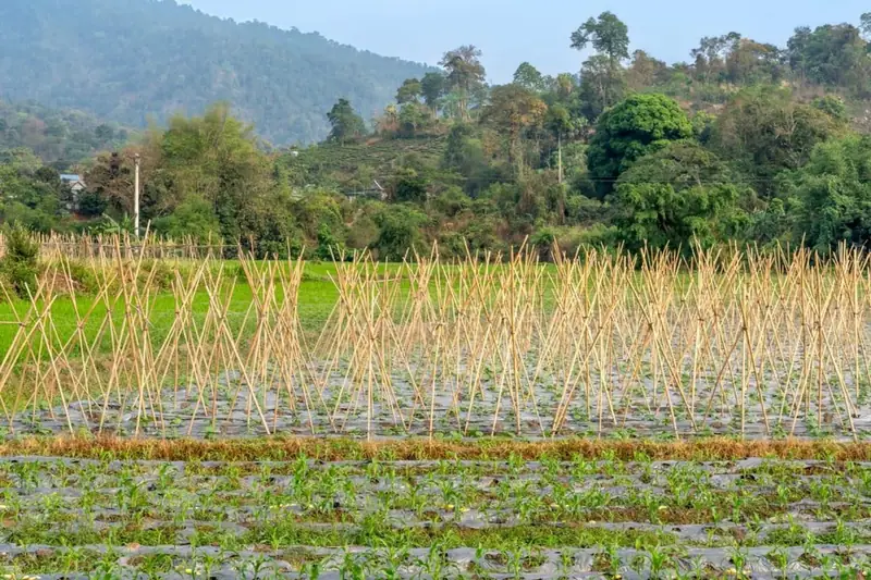Agricultural field with bamboo supports for crop structures