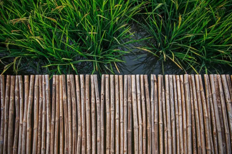 Bamboo fencing bordering a cultivated field