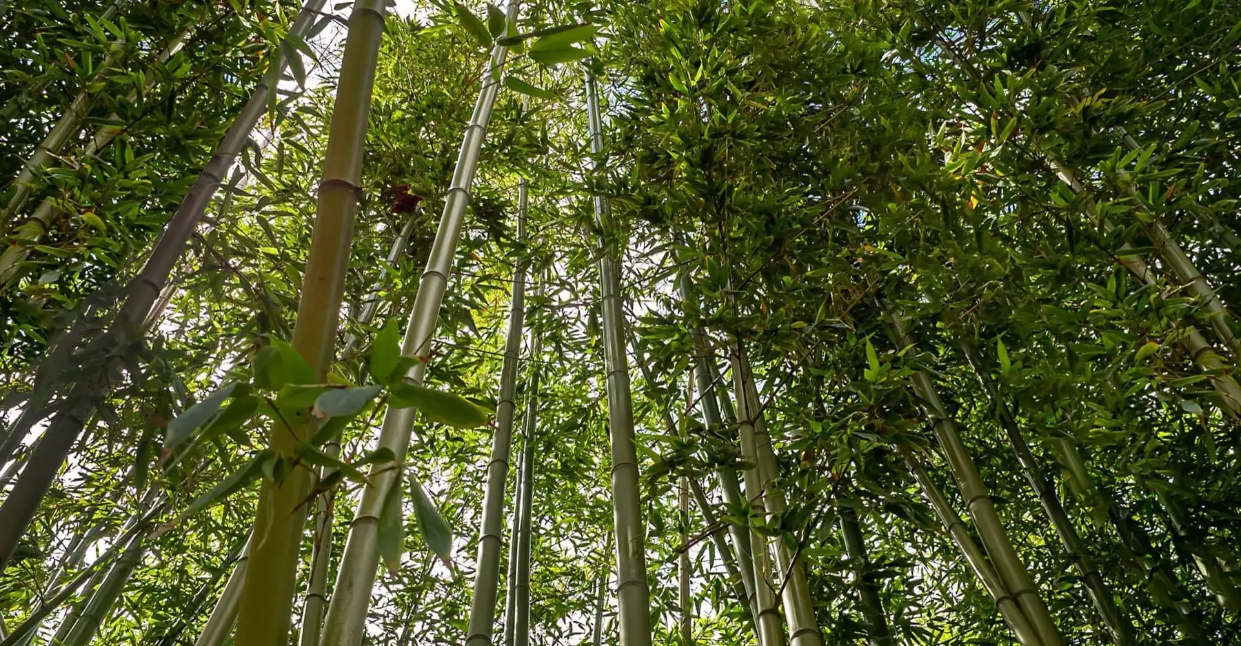 Tall natural bamboo growing in a dense grove