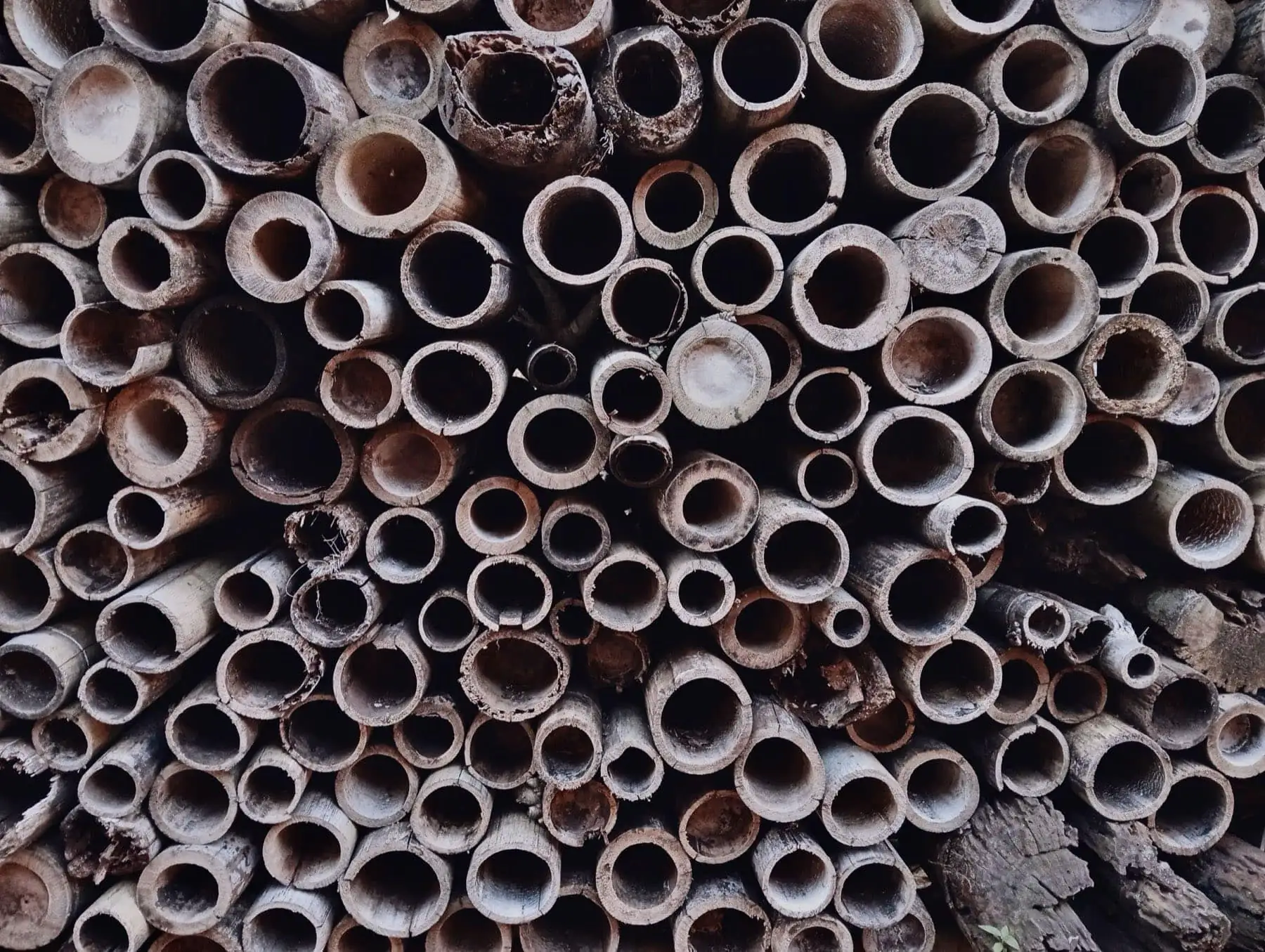 Cut bamboo culms stacked end-on, showing natural hollow sections