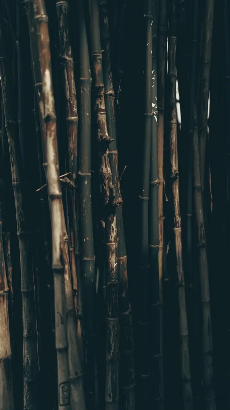 Dense natural bamboo grove