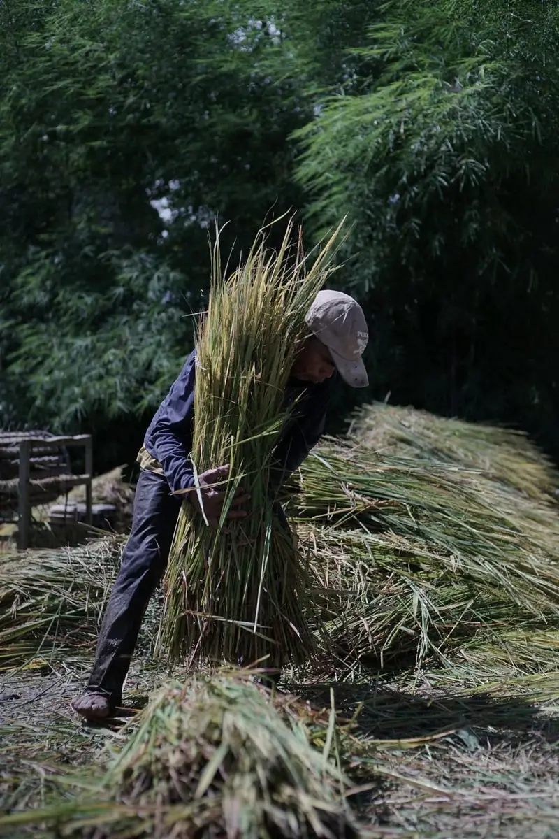 A farmer harvesting natural material by hand